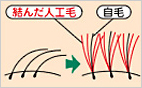 自毛に人口毛を結びます